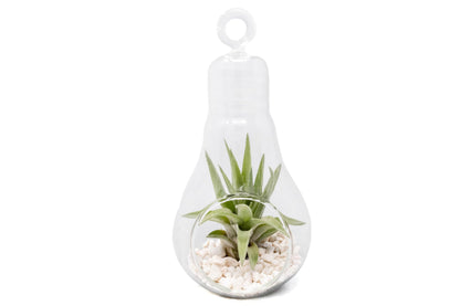 Air Plant Shop Hanging Light Bulb Terrarium with Crushed White Stones and Tillandsia Air Plant -Wholesale and Bulk- Succulents- Live Tillandsia - Easy Care Indoor and Outdoor House Plants (Pack of 1)