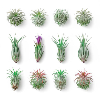 Tillandsia Air Plants, Live Succulents Indoor Plants, Assorted Airplants Variety for Decoration, Terrariums, and Office (12)