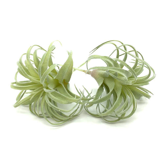 EBUYOM 2 PCS Artificial Succulents Plants Real Touch Lifelike Succulants Plants Faux Greenery Plants Garden DIY Home Office Decoration Ornament (Flocking Air Plant)