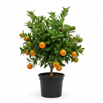 Calamansi Tree Live Plant, Sour Citrus Tree for Outdoor Planting, Calamondin Tropical Plant 2-3 Ft Tall in 5 Gallon Pot