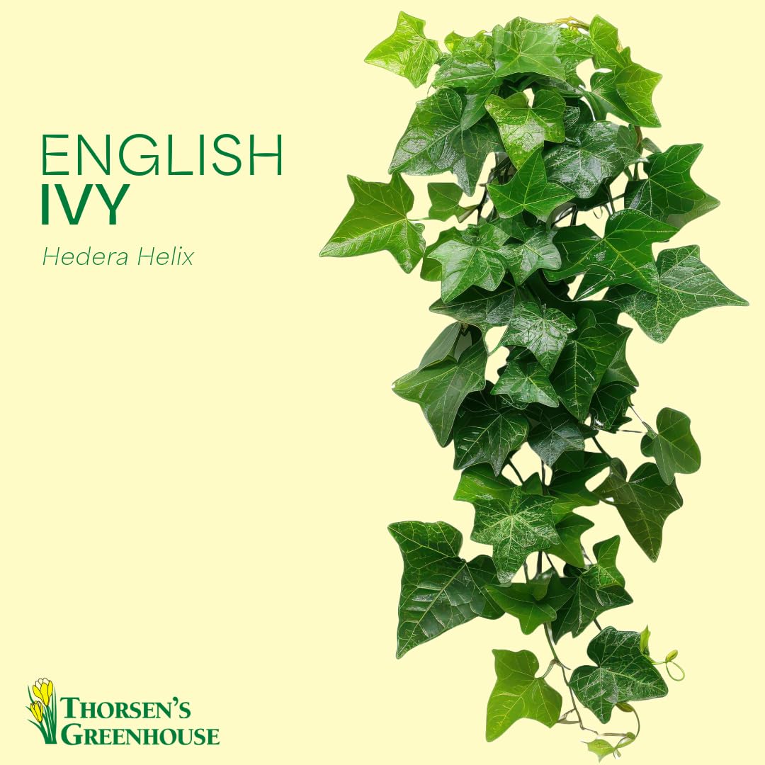 Thorsen's Greenhouse Live Green English Ivy Plant, Hedera Helix, Natural Air Purifier, Easy to Grow, Live Indoor Houseplant, 4" Diameter Pot (Brushed Silver)