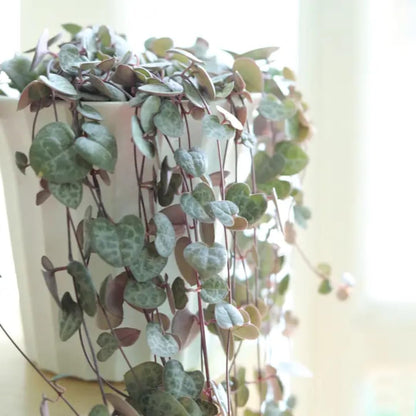 Variegated String of Hearts Live Plant in 2" Pot, Trailing Houseplant Indoor Outdoor, Fast-Growing, Indoor Hanging Succulent