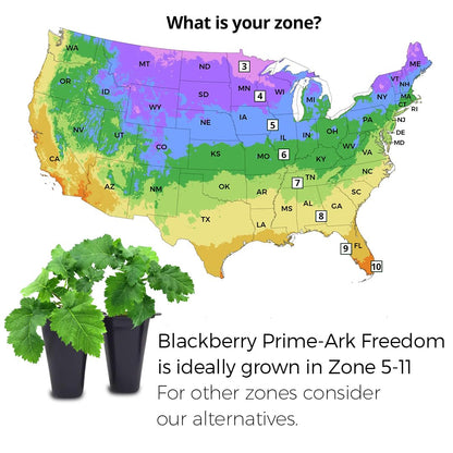 BlackBerry Plant Freedom-Ark (4 Pack) | Live Fruit Plant for Planting | Thornless & High-Yielding Variety | Large, Sweet & Juicy Berries | Perfect for Fresh Eating & Organic Gardens | Easy to Grow