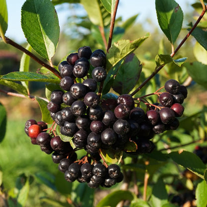 Black Chokeberry Plant, Chokeberry Plant for Planting, 5-9 Inc Tall, Sweet Berries, Cold Hardy Tree for Outdoor Growing