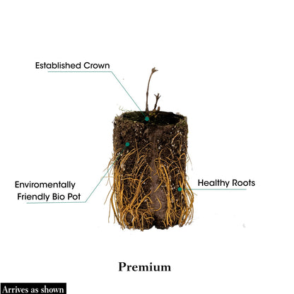 Direct Gardening Crimson Blush Raspberry Bush Dormant Bare Root Fruit Bearing Starter Plant