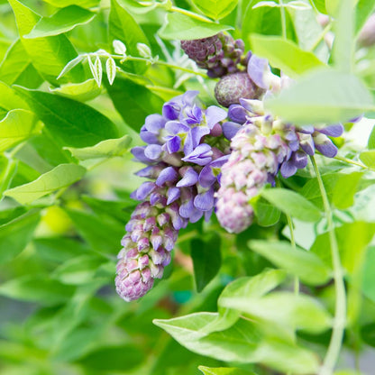 Perfect Plants Amethyst Falls Wisteria Vine 3 Gallon | Live Shrub for Outdoor Planting | Fast Growing Vines for Trellis or Fence | Beautiful Purple Flowers During Spring & Summer