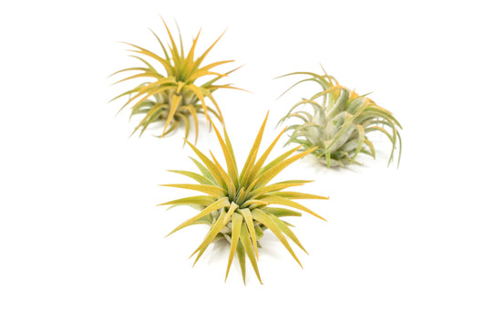 Orange Colorful Tillandsia Air Plants - Long Lasting Color Enhanced Live Tillandsia Succulent House Plants - Home and Garden Decor - Easy Care Indoor/Outdoor Plants (Ionantha Rubra, Pack of 3)