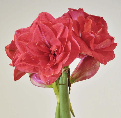New Variety Amaryllis: Top Notch - Double Rose Pink – 28-30 cm Bare Root Bulb – Amaryllis Top Notch is one of a Kind Double Amaryllis Form with Layer Upon Layer of Pink Petals.