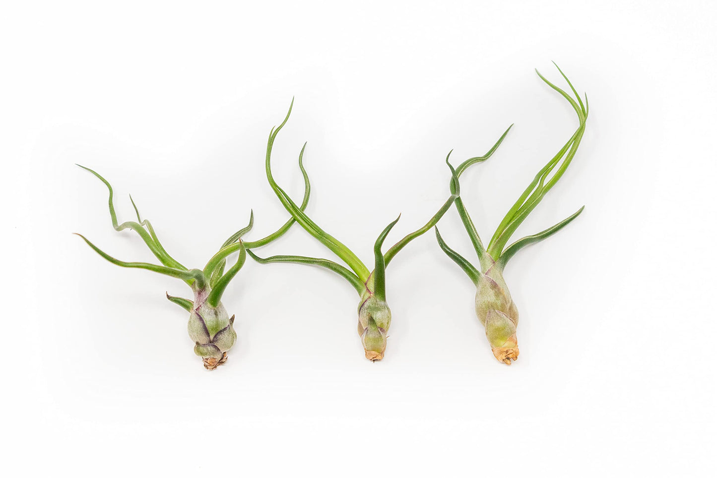 Air Plants Bulbosa Guatemala - Live Succulent House Plants - Available in Wholesale and Bulk - Home and Garden Decor - Easy Care Indoor/Outdoor Air Plant (Pack of 3)