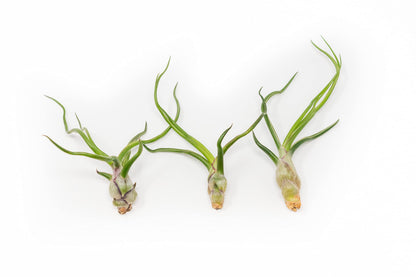 Air Plants Bulbosa Guatemala - Live Succulent House Plants - Available in Wholesale and Bulk - Home and Garden Decor - Easy Care Indoor/Outdoor Air Plant (Pack of 3)