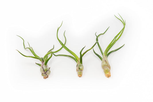 Air Plants Bulbosa Guatemala - Live Succulent House Plants - Available in Wholesale and Bulk - Home and Garden Decor - Easy Care Indoor/Outdoor Air Plant (Pack of 3)