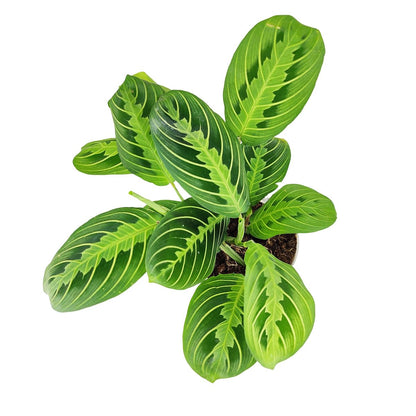 Maranta Lemon Lime (4 inch) - Lucky Houseplants - 4/6 inch Unique Live Decorative Houseplants - Easy to Care Indoor Plants, Perfect for Office, Home & Feng Shui Decor