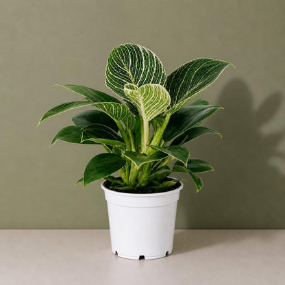 Philodendron Birken Live Plant | Indoor House Plant for Home Decor, Room Decor, Office Decor | Air Purifying Philodendron Houseplant | Elegant Plants Live Houseplants