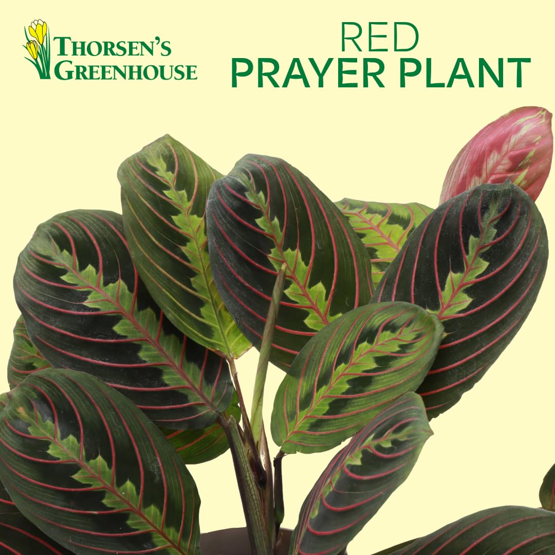 Thorsen's Greenhouse Red Prayer Plant, Live Indoor Plant, Pet Friendly, Popular Houseplant, Red Maranta, Easy to Grow, 4" Diameter Pot (Sage)