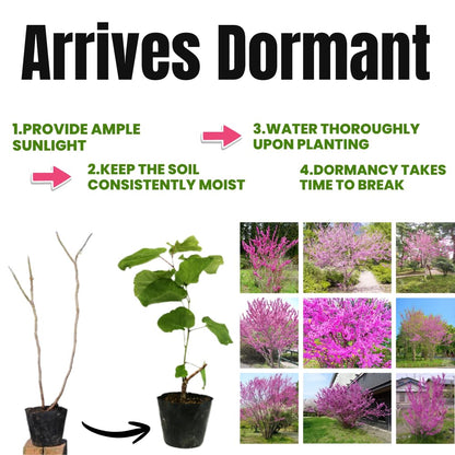 Cold Hardy Purple Pink Redbud Tree Live Plant in Quart Pot, Eastern Red Bud Plants, Vibrant Spring Blooms in Zones 4 to 9, No Leaf in Winter