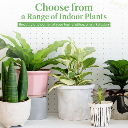 American Plant Exchange Bird’s Nest Fern – 6-Inch Pot – Live Easy Care Indoor Houseplant, Air-Purifying, Pet-Friendly Tropical Plant for Bathrooms, Bedrooms & Home or Office Décor
