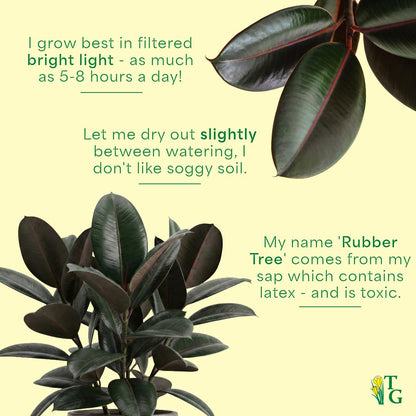 Thorsen's Greenhouse Ficus elastica, Live Indoor Plant, Rare Variety, Natural Air Purifier, Burgundy Rubber Plant, 4-Inch Diameter Pot (Copper)