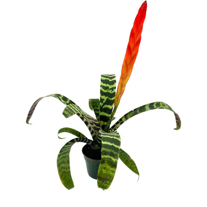 ragnaroc Live Plants – Bromeliad Vrisea Splenriet, 4-8" in 4" Pot - 1ct - Live Arrival Guaranteed - House Plants for Home Decor & Gift
