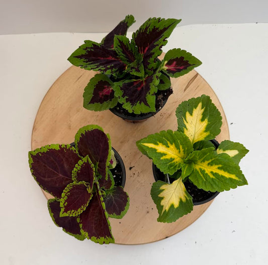 Coleus Live Indoor Plant, Colorful Foliage, Assorted Varieties, 3 Pack