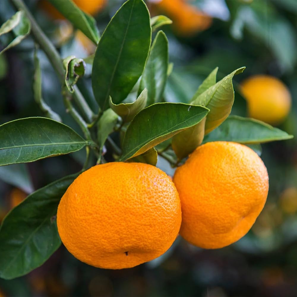 Brighter Blooms - Calamondin Orange Tree, 3-4 ft. - No Shipping to AK, AL, AZ, CA, FL, GA, HI, LA, MS, OR, TX