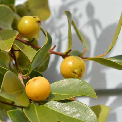 2 Rare Small Leaf Guava Trees Live Plants for Outdoor Planting, 4 to 6" Starter Plant, Fragrant and Sweet Guava, Can Train As Bonsai
