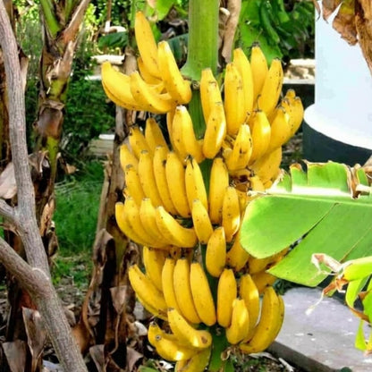 Banana Plant Live, Cold Hardy Tropical Banana, 4-6'' Tall, Starter Plant for Indoor and Outdoor (Grand Nain Banana)