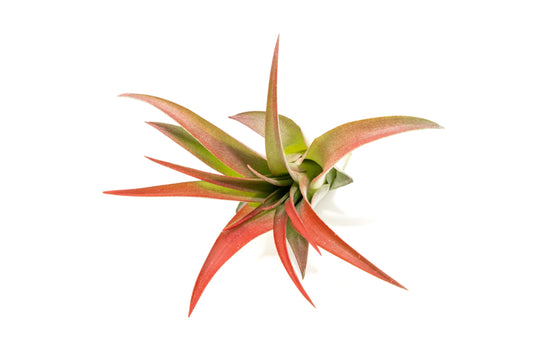 Red Colorful Tillandsia Air Plants - Long Lasting Color Enhanced Live Tillandsia Succulent House Plants - Home and Garden Decor - Easy Care Indoor/Outdoor Plants (Brachycaulos Abdita, Single)