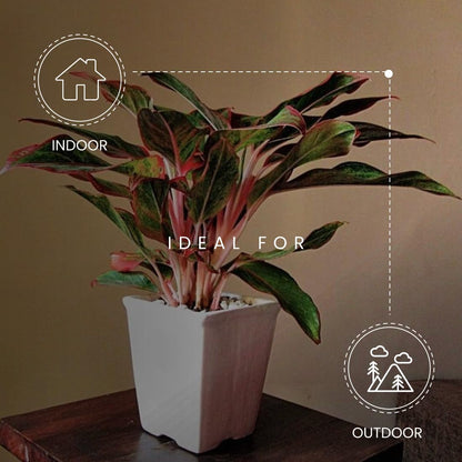 American Plant Exchange Aglaonema Red Sapphire – 6-Inch Pot – Live Chinese Evergreen Houseplant, Vibrant Low Light Foliage for Home, Office, or Indoor Garden Decor