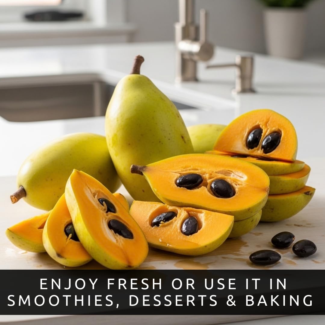 Pawpaw Tree Live Plants (Asimina triloba) – 1-2 Feet Tall Hardy Native Fruit Trees – Produces Delicious Tropical-Flavored Pawpaw Fruit – Fast Growing Backyard Orchard Plant (5 Trees)