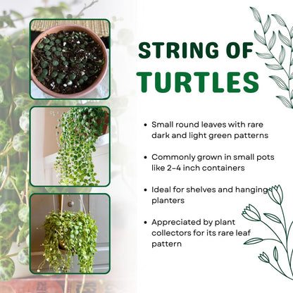 String of Turtles Live Plant 2 Inch Pot, Peperomia Trailing Houseplant, Mini Indoor Plant for Terrariums, Shelves, or Small Planters