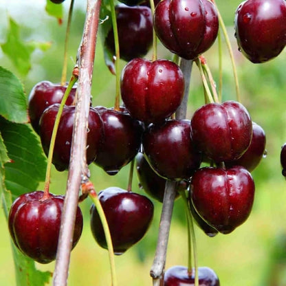 4 Barbados Cherry Trees Live Plants, 4-7" Tall Fast-Growing and High Yielding Sweet Fruit, Edible Fruit Bearing Tree for The Patio and Garden, No Pot