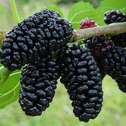 Dwarf Mulberry Tree Live Plant, Hardy Well Rooted 4-8'' Tall, Mulberry Fruit Tree for Indoor Outdoor Spring Planting Mulberries