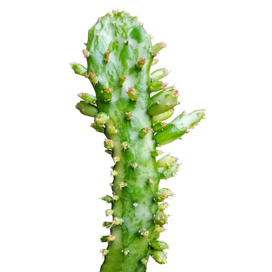 Variegated Joseph's Coat Cactus (2 inch)