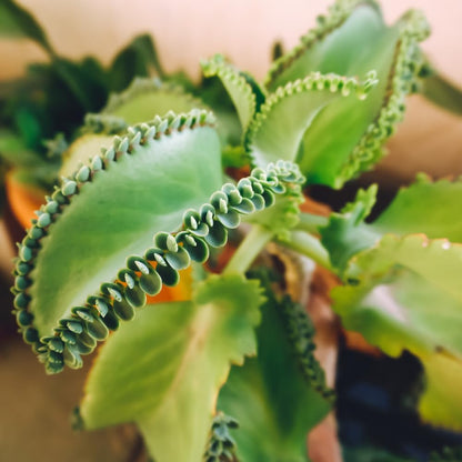 Kalanchoe Mother of Thousands Plant Live in 4 Inch Pot Rooted Plant, Kalanchoe Succulent Live Plants Indoor Outdoor, Easy to Care, Great for Home Office Wedding Decorations DIY Projects Party Favor.