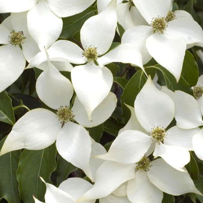 White Kousa Dogwood Flowering Trees Live Plants Shrubs, Quart Pot Size 6-12" Tall Dogwood Tree Bush for Planting Outside