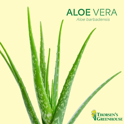 Thorsen's Greenhouse Aloe Vera, Live Indoor Plant, Aloe barbadensis, Easy to Grow, Succulent, Natural Air Purifier, 6" Diameter Pot (Navy)