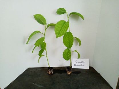 Zaylee Garden 1 Live Giant Granadilla Passion Fruit Vine | 5-8 inch Yellow Passiflora Starter Plant