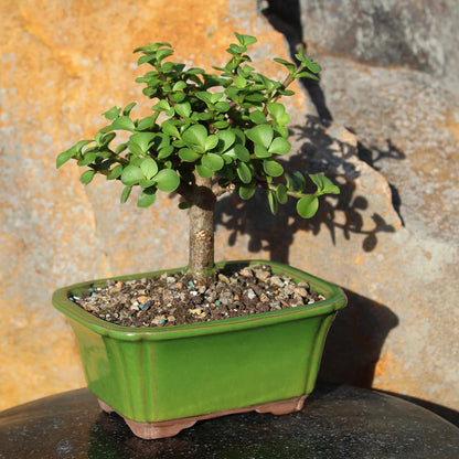 Brussel's Bonsai - Live Dwarf Jade Bonsai Tree in a Grower Bonsai Pot, Indoor Succulent Houseplant, 4 Years Old, 8-12 Inches Tall, Easy Care Plant for Home or Office (Medium, Green)