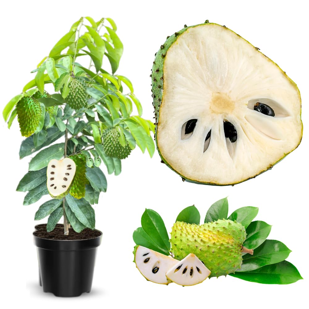 Soursop Tree Live Plant in 3 Gallon Pot, 3 Feet Guanabana Sweet Giant Soursop Fruit Tree 3 Years Old for Planting Outdoor