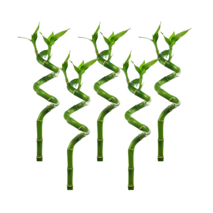 Canton Aquatics Lucky Bamboo 5 Pack - 8 Inches Tall Bamboo Plant, Real Plants Indoor Decor, Perfect Small Plant for Home and Office, Live Bambu, Easy to Grow Dracaena Sanderiana