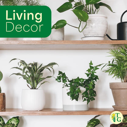 Thorsen's Greenhouse Live Green English Ivy Plant, Hedera Helix, Natural Air Purifier, Easy to Grow, Live Indoor Houseplant, 4" Diameter Pot (Terra Cotta)