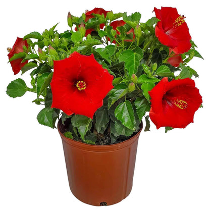 Yoder Red Hibiscus Bush - 22" to 26" Overall Height - Large Live Flowering Plant - Tropical Plants of Florida (Plant Only)