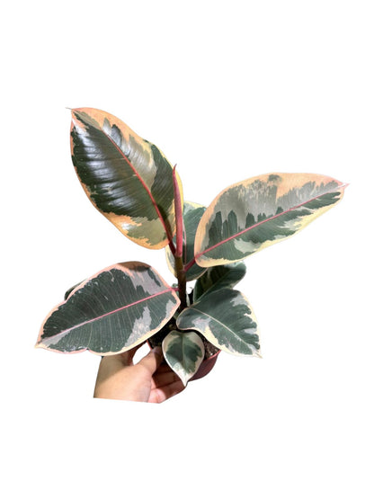 Variegated Ficus Elastica Tineke Rubber Plant in 4 inch Pot, Air Purifier Live Plant, Tropical Easy Care Houseplant, Office Gift Plant, Low Light Indoor Plant
