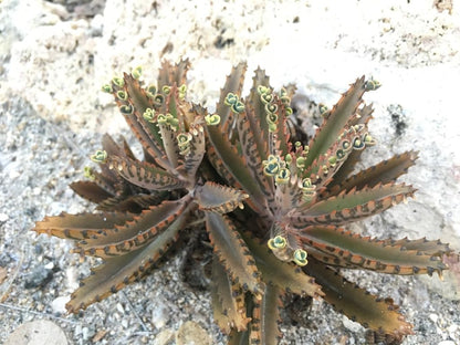 Mothers of Thousands Kalanchoe Live Plant 3" to 5" Tall Starter, Kalanchoe Succulent