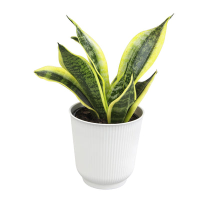 Altman Plants Sansevieria Superba Snake Plants (Approx. 8" Tall) in White Plant Pot, Variegated Snake Plant Decor, Easy Plant Gift & Desk Plant, Live Snake Plant Live Indoor with Pot, Air Purifying