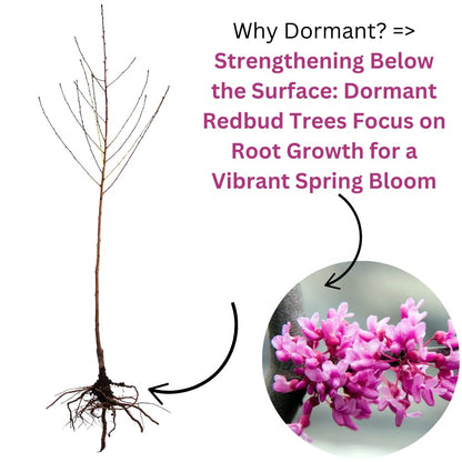 2 Eastern Redbud Plants Live Trees, Cold Hardy Dormant, 8 Inc to 15 Inches Tall Seedlings, Early Spring Blooms, Purple Flowers Bloom, Bare Roots