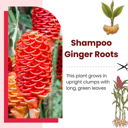 Set 5 Shampoo Ginger Roots, Awapuhi Zingiber Zerumbet Rhizomes, Pinecone Ginger Lily Flowers for Outdoor Growing