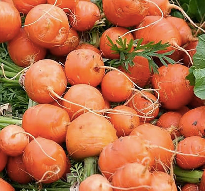 Round Baby Parisian Carrots Seeds A Delicacy Prised by Gourmet Restaurants Delicious Carrot Vegetable Seeds - 1000 Seeds