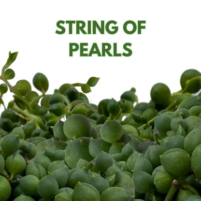 BubbleBlooms String of Pearls, Beads, peas Senecio rowleyanus Curio Rosary Plant in 2 inch Pot