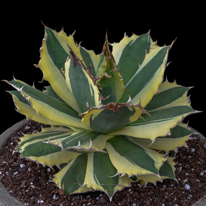 Agave Snaggle Tooth Beautiful Variegated Starter Plant! 2" to 3" Wide! Shipped Bare Root! No Pot or Soil!